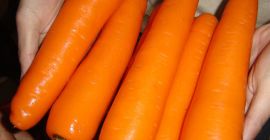 Ofrecemos zanahorias frescas a Ofrecemos zanahorias frescas a los mejores precios, whatsapp: +4536981823