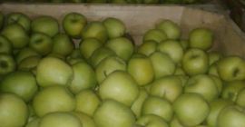 Tenemos muchos tipos diferentes de manzanas, haga algo del