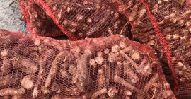 Vendo rábano picante fresco a granel (al por mayor).