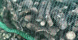 Buenos dias Le ofrecemos rábano picante ucraniano. Le ofreceremos