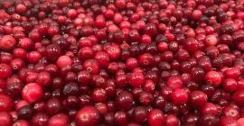 Certificado orgánico clase A El producto está recién congelado.