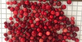 Arándano (arándano). Certificado orgánico Clase A. El producto está