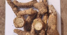 Nuestra empresa Bionerica cosecha y exporta a Europa Raíz