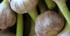 Venderé Ajo Egipto 4-8cm 533966454