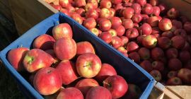 Voy a vender manzanas basadas en Smartfresh de la