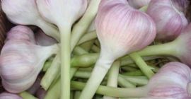 Oferta de la empresa Hola para ofrecer ajo rojo