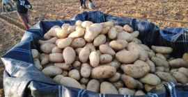 Patatas frescas en venta desde Egipto Precio con transporte
