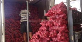 Nos complace ofrecerle cebollas rojas y amarillas. Por favor,