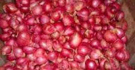 Variedad: cebolla roja, cebolla amarilla, especificación de cebolla morada: