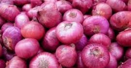 Ofrecemos cebollas frescas de primera calidad que se utilizan