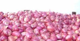 Ofrecemos cebollas rojas frescas en el mercado a los