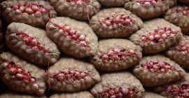 Ofrecemos cebollas rojas frescas en el mercado a los
