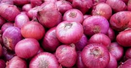 Contamos con una amplia gama de gránulos de cebolla