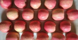 venderé manzanas frescas, Fuji, Champion y Elizabeth (whatsapp: +4565744605)