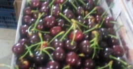 venderé cerezas frescas, (whatsapp: +4565744605) por favor, póngase en