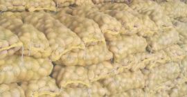 Patata Fresca Orgánica. Producción profesional de papas frescas. y