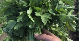 Para la exportación de eneldo y perejil y verduras