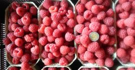 Venderé frambuesas de postre, protegidas contra el moho gris