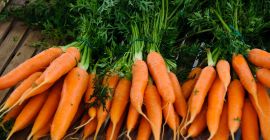 Zanahorias de todos los tamaños con los mejores precios,