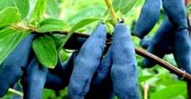 Buenos días, compra frutas de las bayas de Kamchatka,