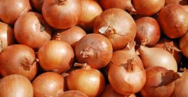 Czerwona i żółta cebula kalibru 5+, whatsapp: +4536981823