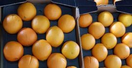 VENDERÉ NARANJA, NARANJA, VARIEDAD - ¡PRECIO DE VALOR CON
