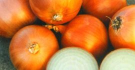 Calibre de cebolla +6 a +8 sin aumentos en