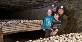 Precio de exportación de los hongos Oyster Shiitake para