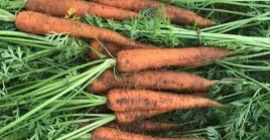 suministramos coles blancas, zanahorias, coles rojas, cebolla fresca, papas