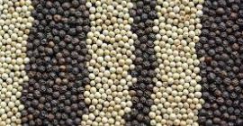 Suministramos pimienta blanca y pimienta negra cultivada ecológicamente. Producto