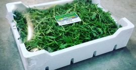Rucola! ¡Contáctenos para más información! Somos Floriano Mirra, en