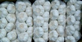 Cebolla fresca de calibre 5+, zanahorias frescas, papas viejas,