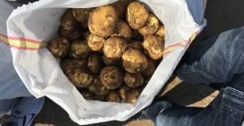 Papas nuevas