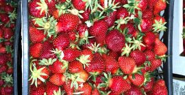Compre fresas en cantidades grandes y pequeñas. Ofertas de