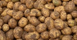 Es la temporada de cosecha de la papa. Como