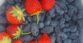 Ofrezco fruta de mora en venta. La recolección comenzará