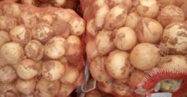 Uzbekistán cebolla con entrega a Polonia PLN 2.65 /