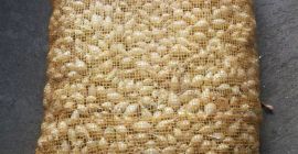 Bola de nieve blanca cebolla, tamaño 10-21, fina y