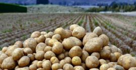 Patatas Cebolla Uzbekistán Origen Kale Somos productos de alta