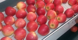 Manzanas frescas en la variedad Royal Gala de origen