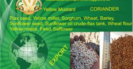 Semilla de lino. 1000 mt. mijo amarillo-500 mt. cilantro.