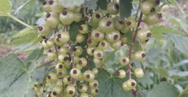 Venderé la cosecha de grosella roja de la colección