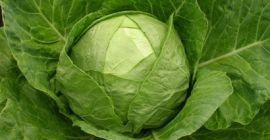 Calidad de papas Cebolla Uzbekistán Origen Kale marca Somos