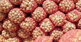 Cebolla fresca de origen: 1. Origen: Alemania 2. Envasado: