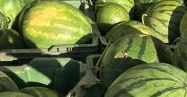 Señoras y señores, les deseo un buen día! Somos