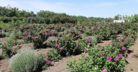 Pétalos de rosa para mermelada, almíbar, etc. La cantidad