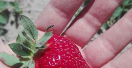 Venderé fresas frescas, cultivadas de forma ecológica, es decir.