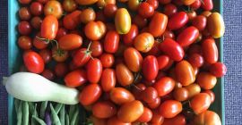 Les deseo a todos un día exitoso. Tomates frescos