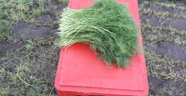 El eneldo es de unos 30 cm de altura.