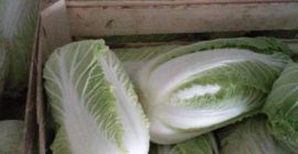 Tenemos el repollo blanco fresco de la más alta